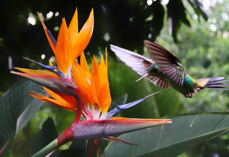 Ein Kolibri fliegt neben einer bunten Blume